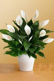 Air Purifier Peace Lily Plant