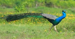 FAMOUSE BIRDS OF INDIA 2024
