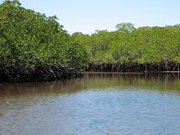 Sundarbans famous for Mangrove forest 1984