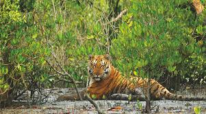 Sundarbans famous for Mangrove forest 1984: